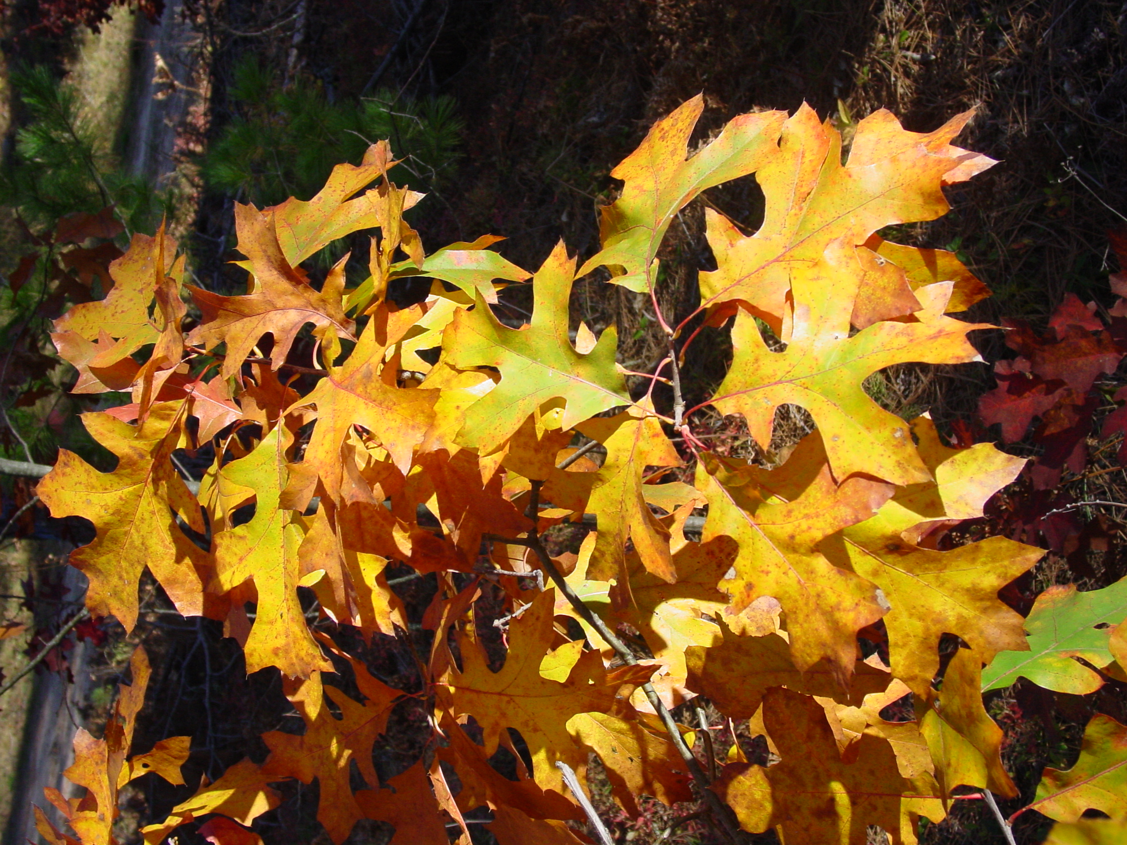 Leaves Oak