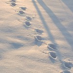 Deer tracks Deer Tracks