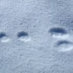 Rabbit tracks Rabbit Tracks