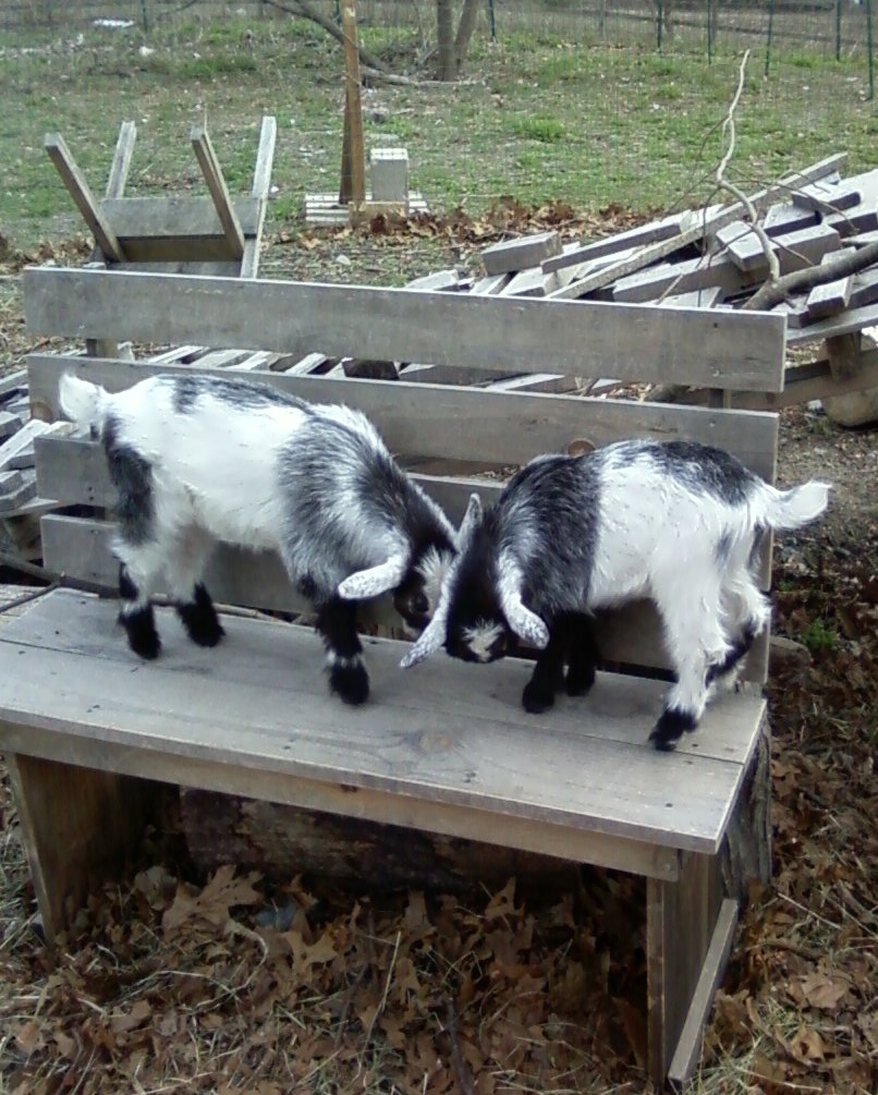 Salt and Pepper