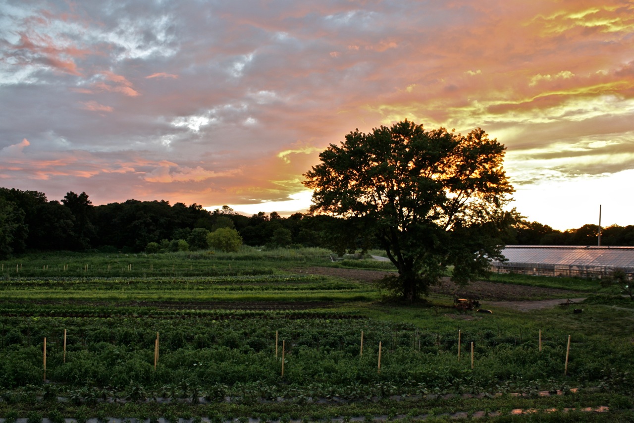 Sunset over Busa Farm - Danielle Boudrot Sunset over Busa Farm photo by Danielle Boudrot