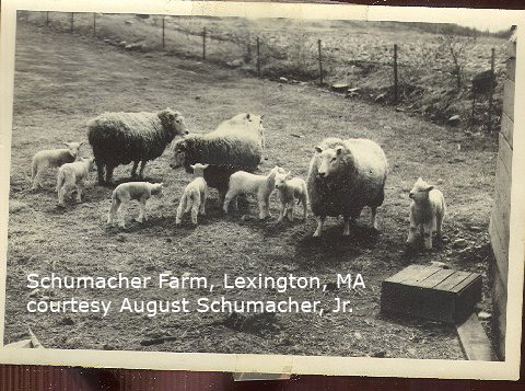 Schumacher farm