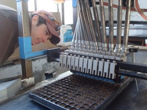 Dan watches seeds drop into tray from seeding machine