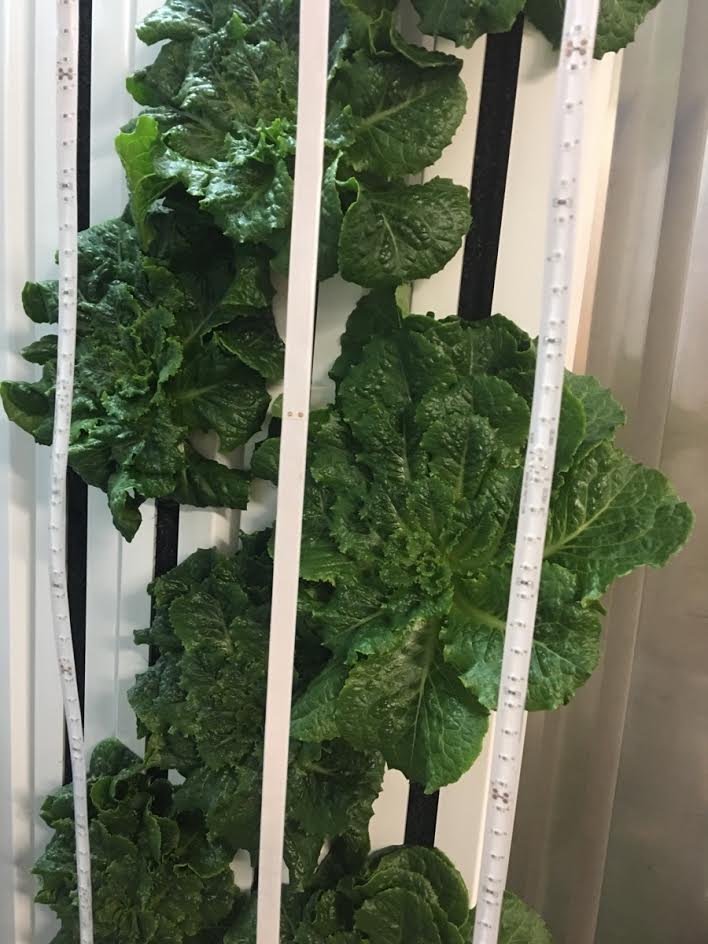 Introduction to Hydroponics with Freight Farms 8/12 10am-noon