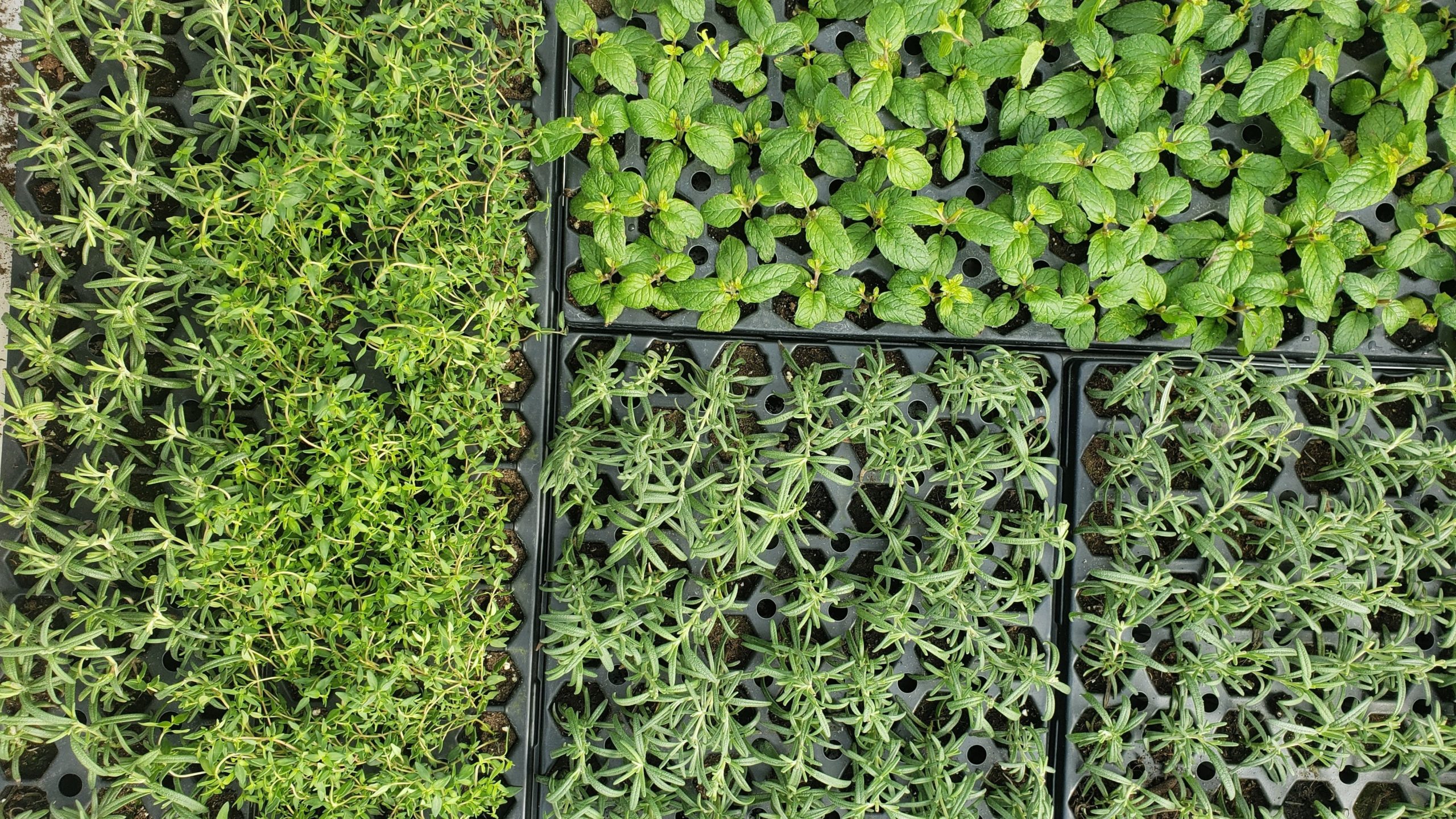 Pre-Buy Seedling Sale!