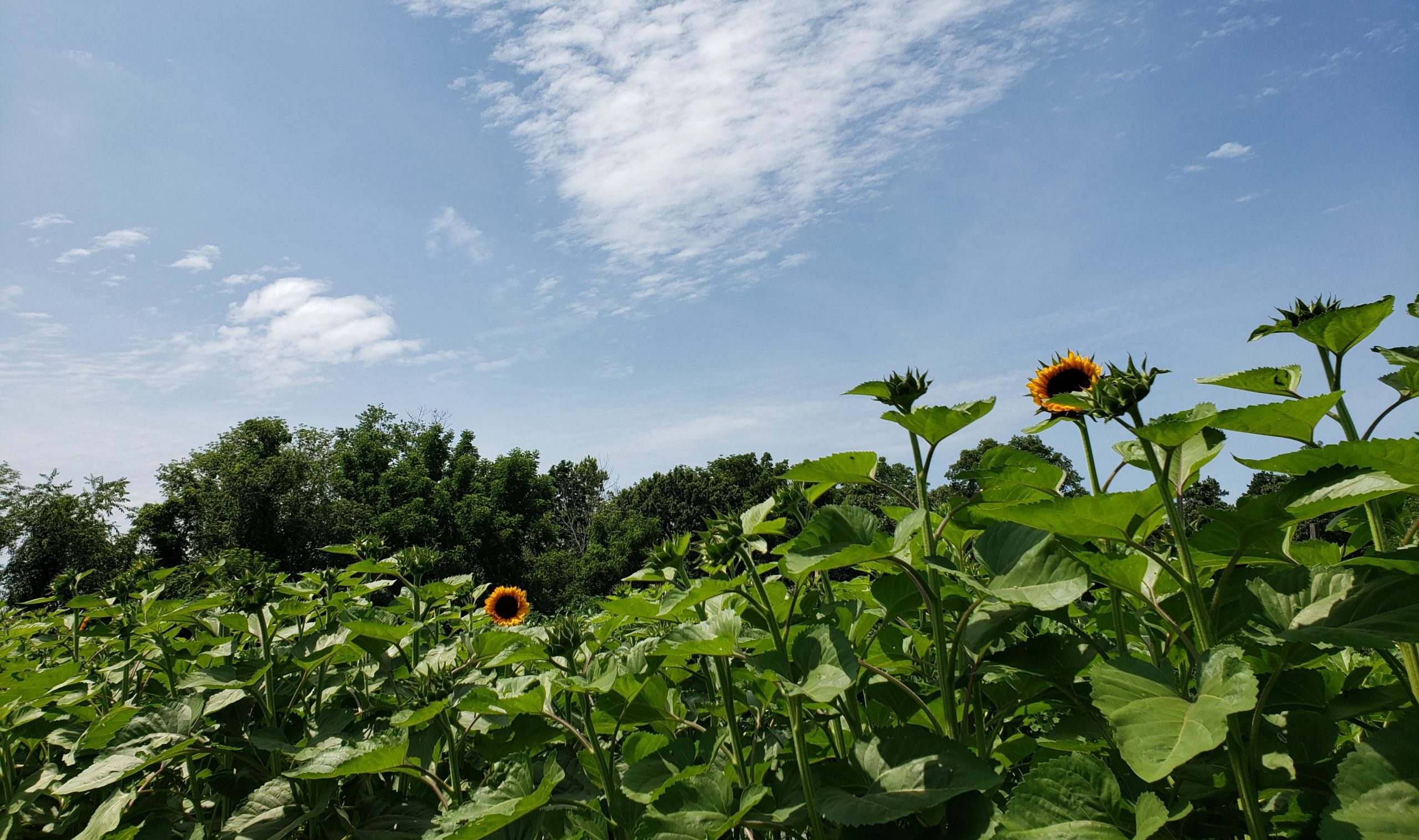 Seeking Seasonal Field Crew
