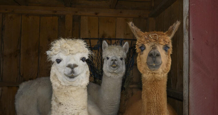 Silk Fields Farm Updates