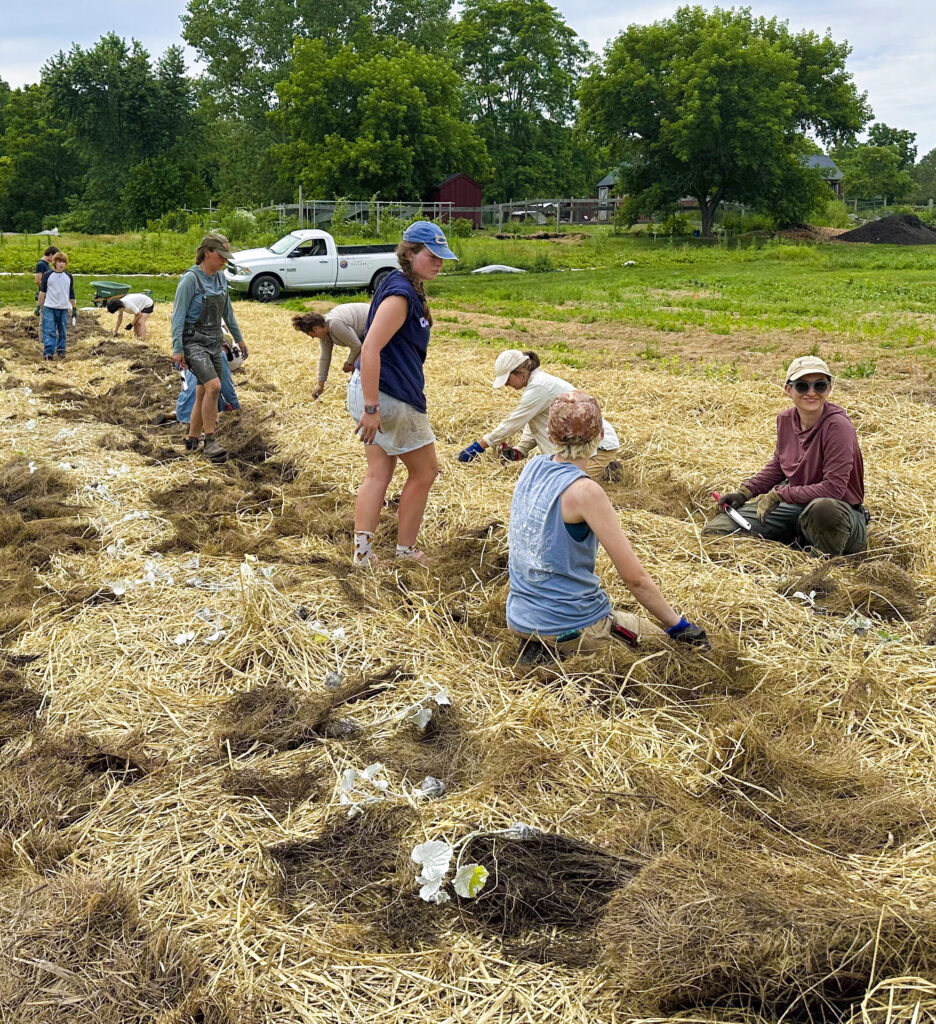 A group of farmers mulching the fields.