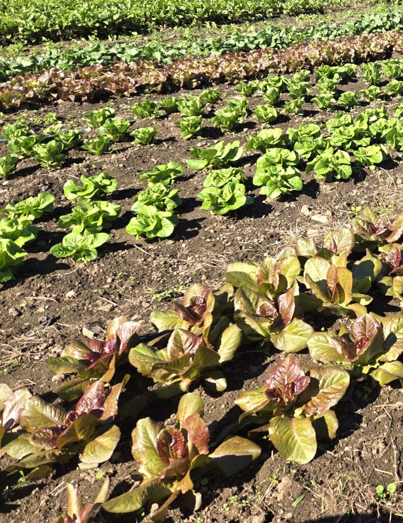 Rows of greens at LexFarm.