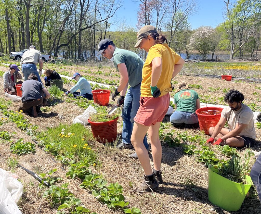 Farmers working in the fields.