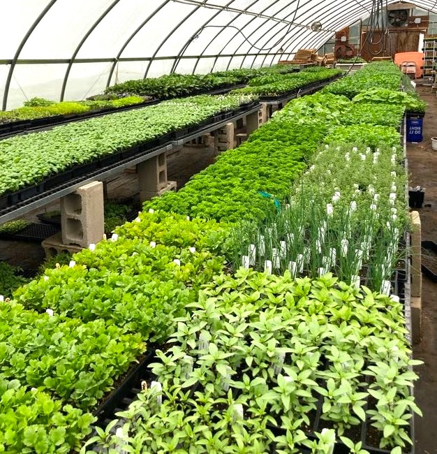 flats of green seedlings stretching the length of the greenhouse