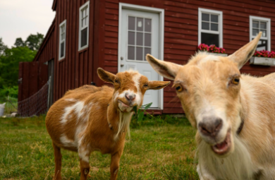 Goats at Silk Fields