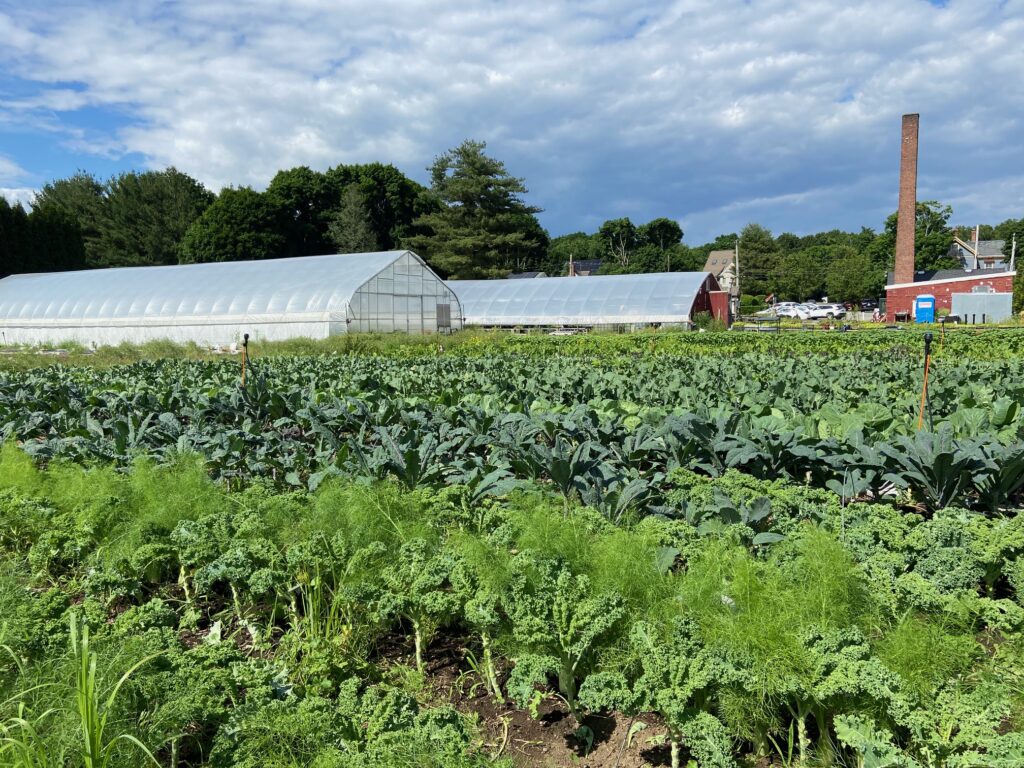 green vegetables growing in foreground with greenhouses in background