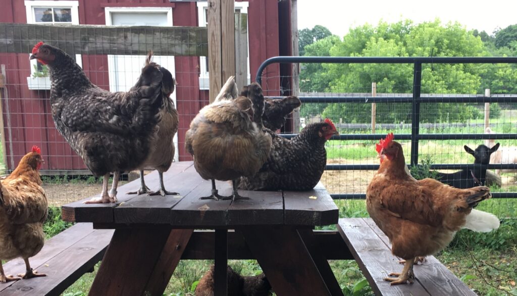 multi-colored chickens on top of picnic table